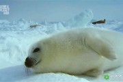 海豹幼儿视频