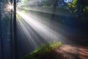 青岛大学的樱花树，究竟藏着怎样的浪漫秘密？