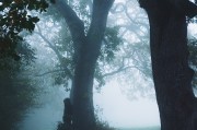 湖北民族大学的树，藏着怎样的秘密，等你来揭晓？