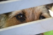 “石家庄哪家犬场，能培育出最忠诚的守护犬？”