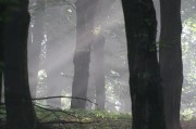 郑州大学路，那些树，藏着怎样的秘密？