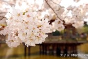 日本抽烟的人多吗